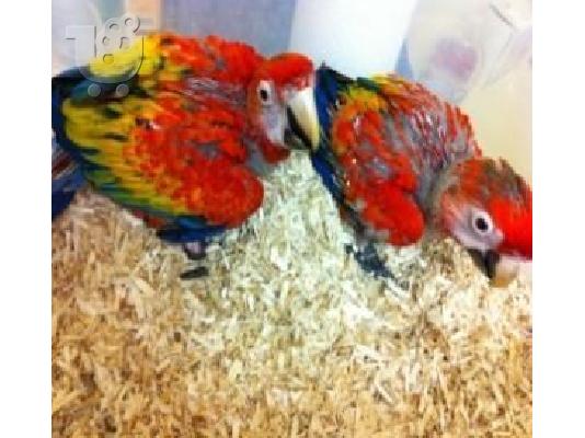 PoulaTo: Beautiful Babies macaw parrot